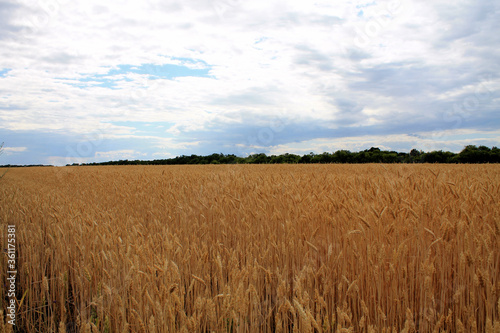 field of wheat