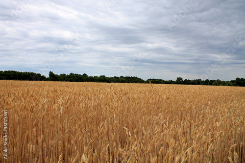 field of wheat