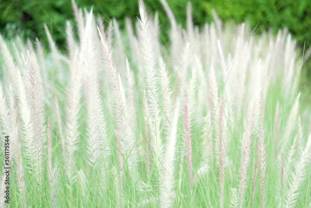 Blurred a group of white wild grass flower blossom in a field with green nature background 