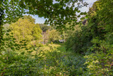 Trees, undergrowth, abundant vegetation with green foliage in the forest a stream in the background seen from a hill, sunny spring day in South Limburg, Netherlands Holland