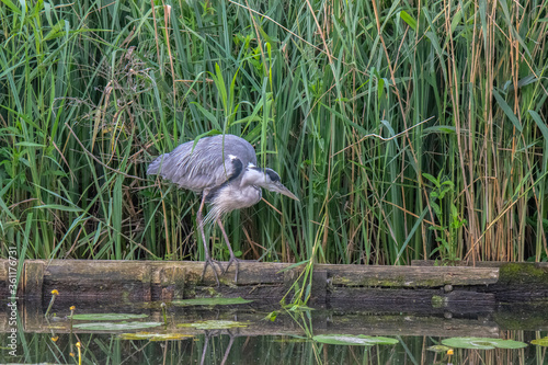 Close Up Of A Heron Hunting For Fish At Amsterdam The Netherlands 25-6-2020