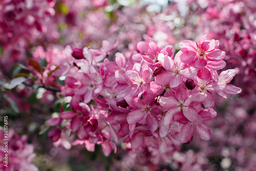 Beautiful, pink blooming Apple tree in the spring garden. Agricultural industry