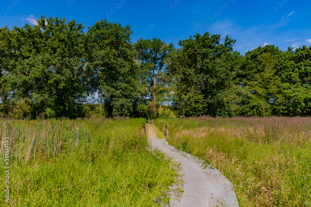 Metal footpath in the middle of a swampy ground with thick grass leading to huge trees with green foliage in the background, sunny spring day with blue sky in South Limburg, Netherlands