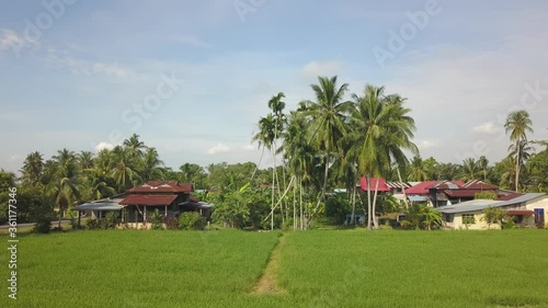 Drone shot of green paddy field at Malays kampung at Kampung Terus, Penang. photo