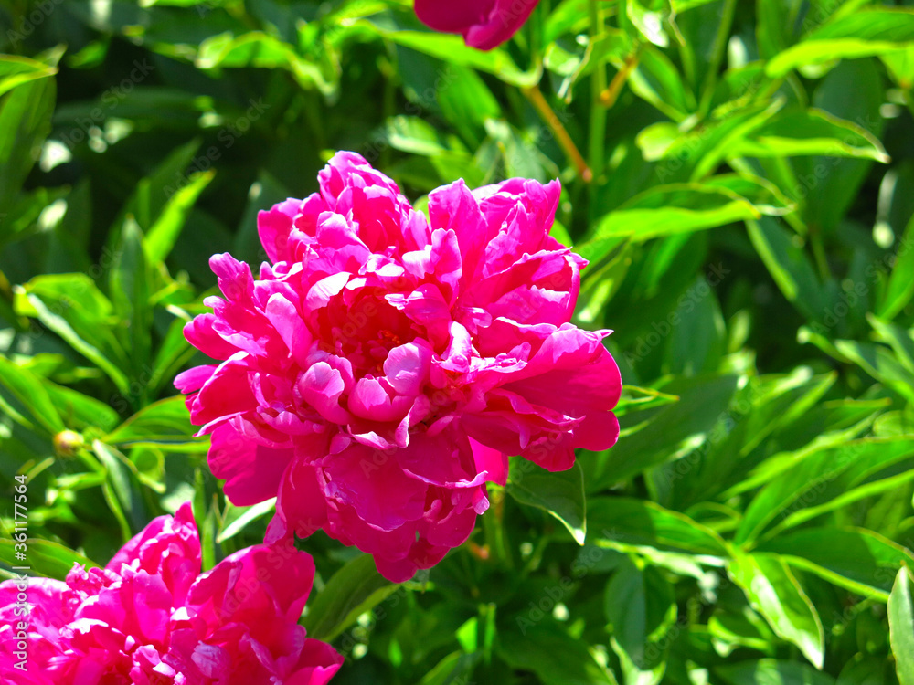 red lush peonies bloom in the garden in summer red lush peonies bloom in the garden in summer