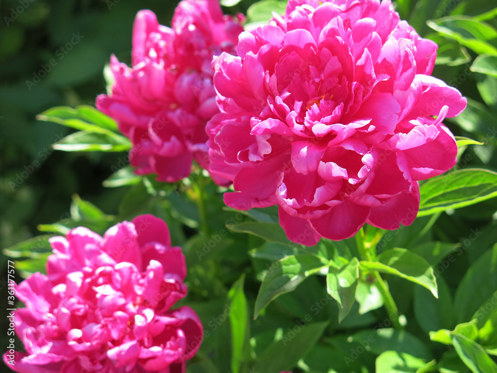 red lush peonies bloom in the garden in summer