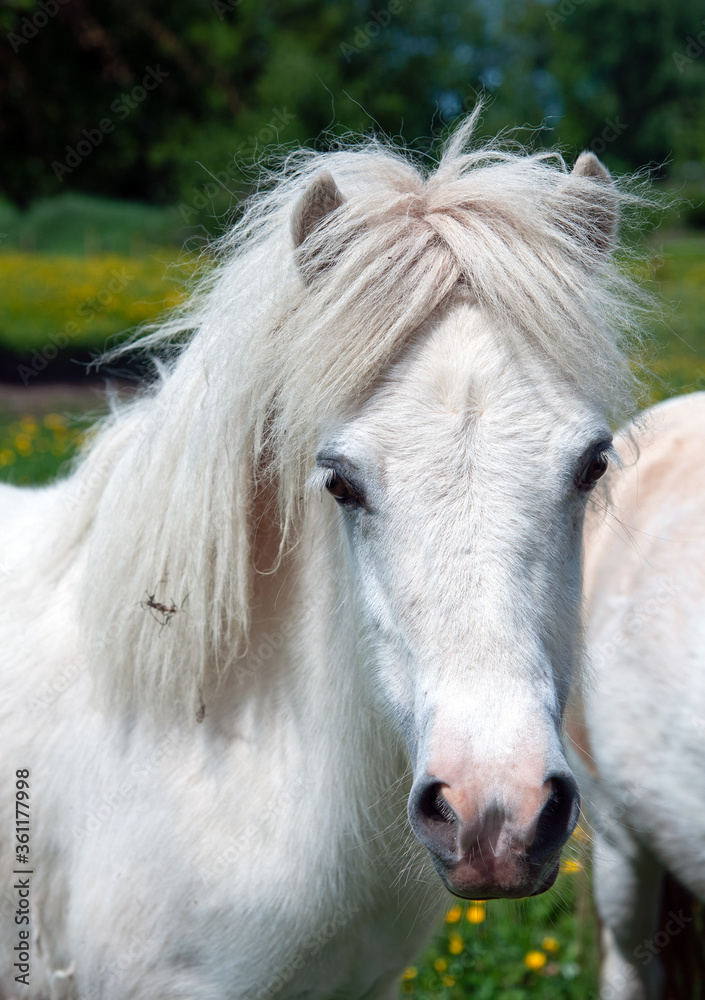 Obraz premium Horse portrait 