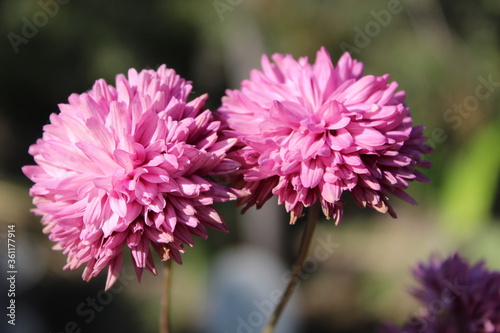 close up of pink flower