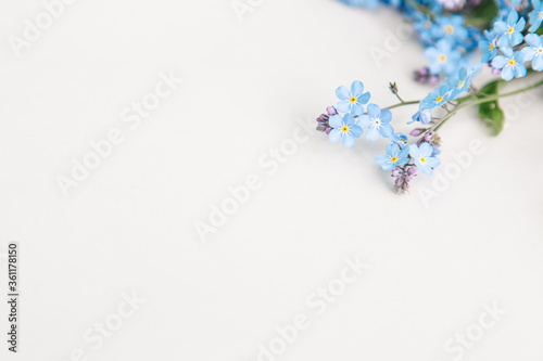 Forget-me-not flowers on the white paper background , copy space for design