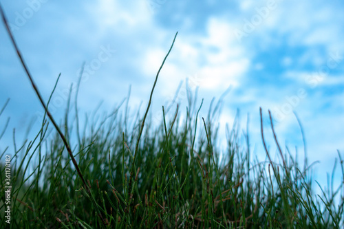 Green grass close-up on a background of blue sky.