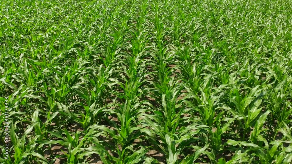Farm field with corn. Green field top view. Farm field with corn. Green field top view.