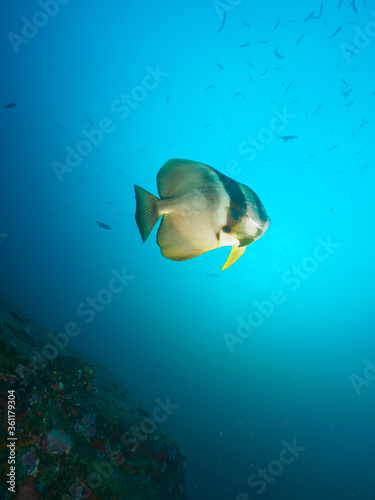 A teira batfish swimming in the blue