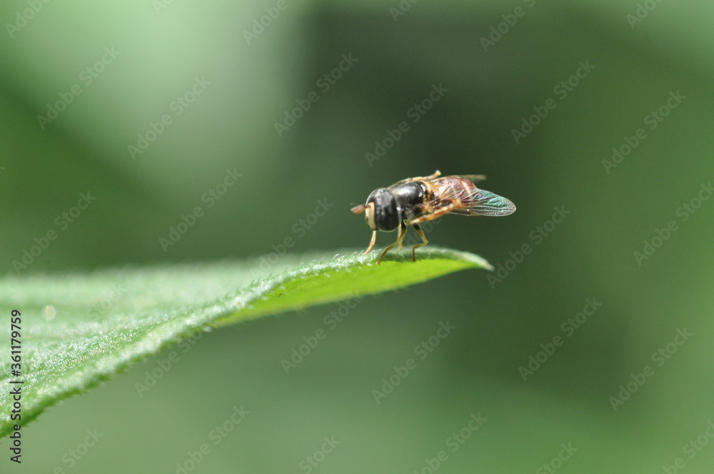 Fly Fly