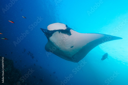 Oceanic manta ray swimming in the blue