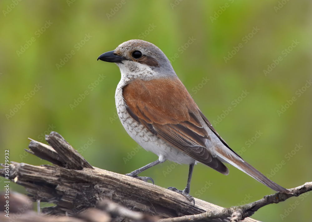 Fototapeta premium Close-up of a female red-backed shrike (Lanius collurio).