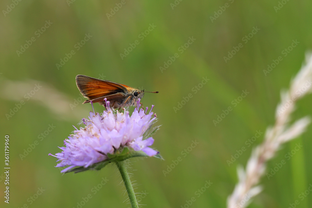 A close up view of a Large Skipper Butterfly A close up view of a Large Skipper Butterfly