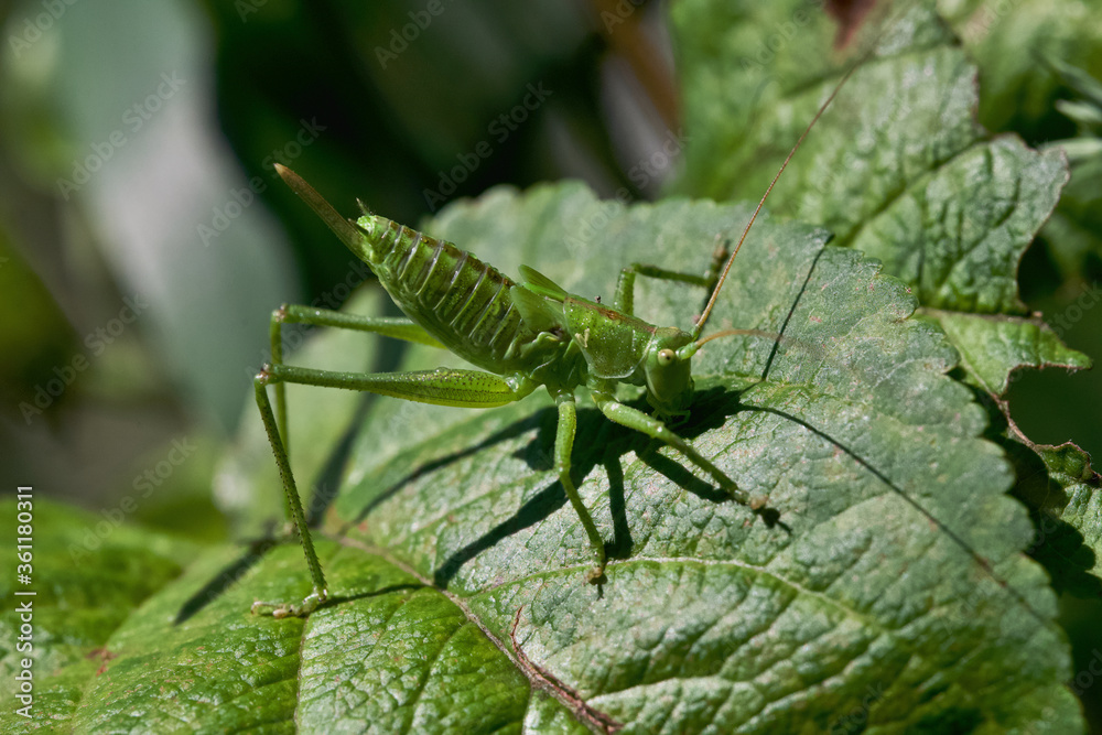 original photos of interesting moments from the life of insects close-up original photos of interesting moments from the life of insects close-up