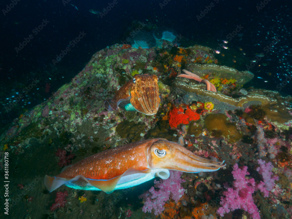 Naklejka premium Pharaoh cuttlefish mating at the coral bommie