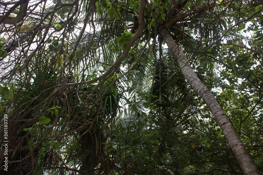 Fototapeta premium tree in the forest