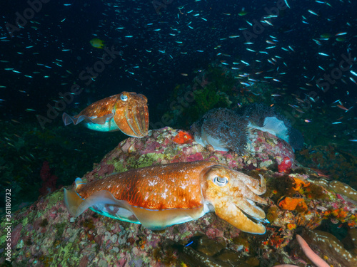 Pharaoh cuttlefish mating at the coral bommie © Mayumi.K.Photography