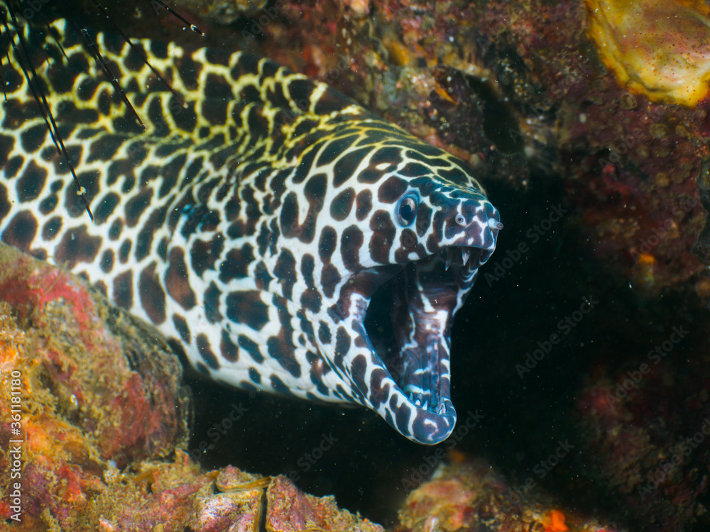 Fototapeta premium Honeycomb moray lurking under the wreckage