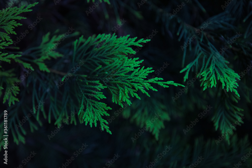 Simple evergreen conifer leaf with beautiful blue and green colours 