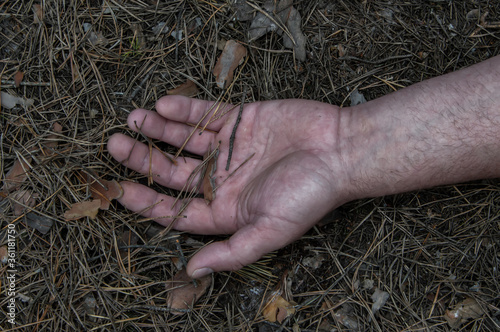 Murder in the woods. The hand of a dead man in the forest needles. Violent attack. Victim of crime.