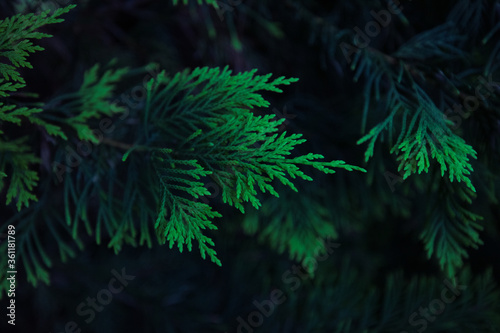 Simple evergreen conifer leaf with beautiful blue and green colours 
