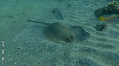 Slow motion, Stingray hunts on the sandy bottom. Blue-spotted Stingray (Taeniura lymma). Camera moving forwards, Underwater shot, Red Sea, Egypt photo