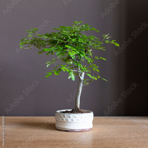 Bonsai sobre mueble de madera natural