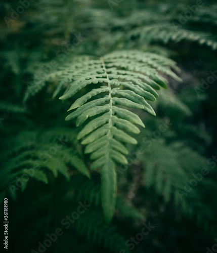 green fern leaves