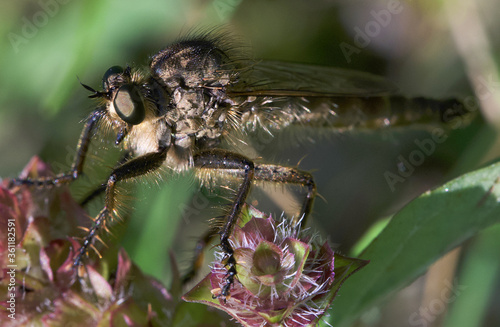 original photos of interesting moments from the life of insects close-up