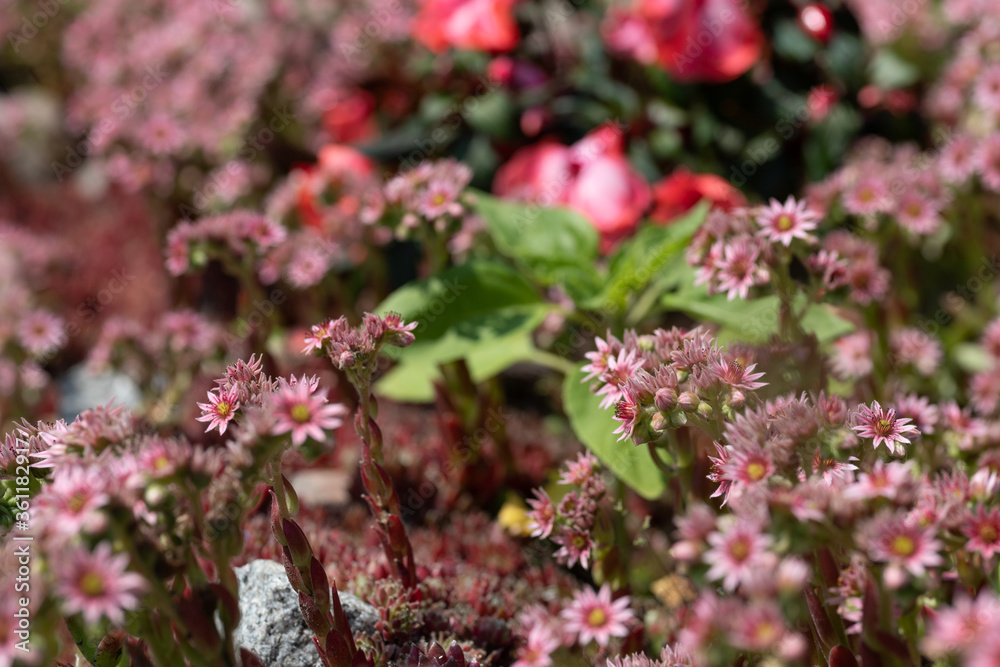 Flowers Flowers