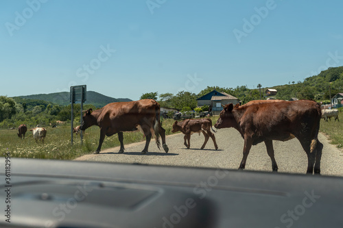 Brown cows cross the road in the countryside. You can see the houses and mountains in the background. Taken from the car. The co-chain of dairy farm, cheese factory, danger to machines © svetograph