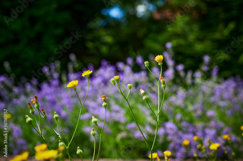 View to yellow wildflowers in front of unfocussed purple lavender in the background.