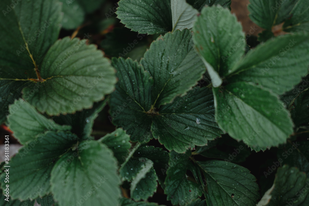 Green strawberry leaves with drops after rain. Strawberry bushes without fruit. Green strawberry leaves with drops after rain. Strawberry bushes without fruit.