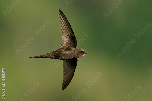Common swift (Apus apus) © dennisjacobsen
