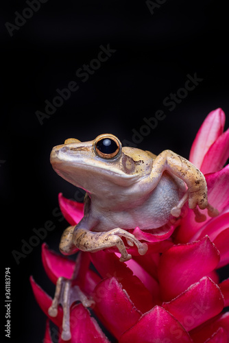 Javan whipping frog perched on red flower