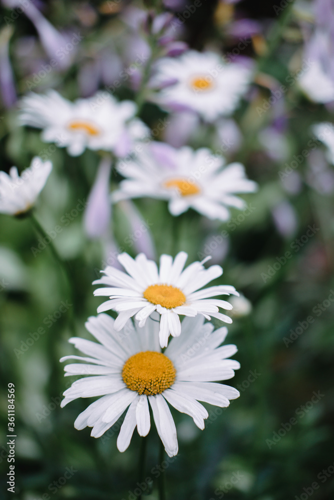 Flowers of decorative chamomile. A flowerbed with beautiful yellow and white flowers.