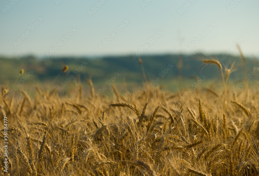 Obraz premium Close up of wheat ears against defocused blue sky. Agricultural background image