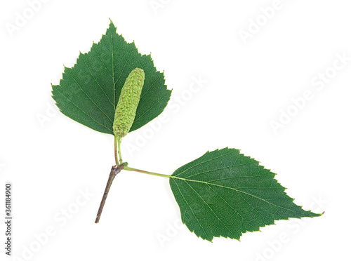 Green birch bud and leaves isolated on white background