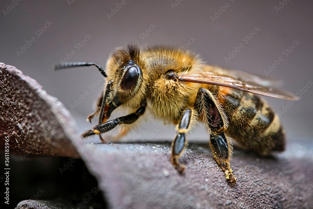 Westliche Honigbiene ( Apis mellifera ), Europäische Honigbiene . Westliche Honigbiene ( Apis mellifera ), Europäische Honigbiene .
