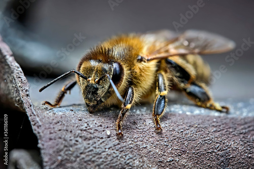Westliche Honigbiene ( Apis mellifera ), Europäische Honigbiene . © Michael