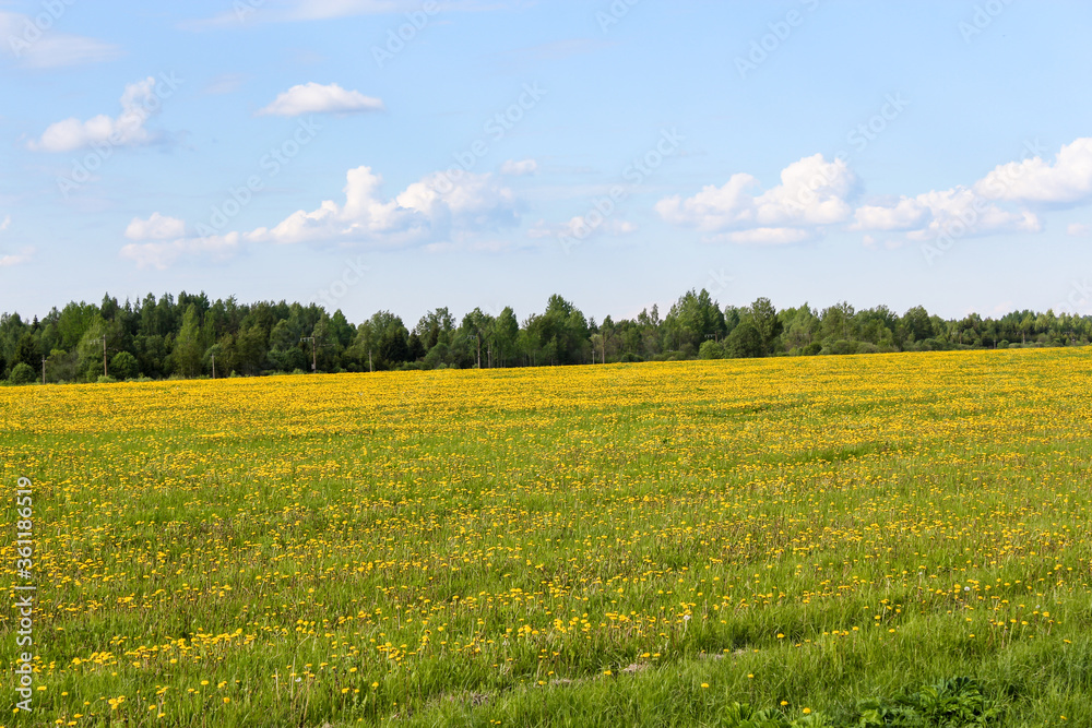 A large field of yellow dandelions.