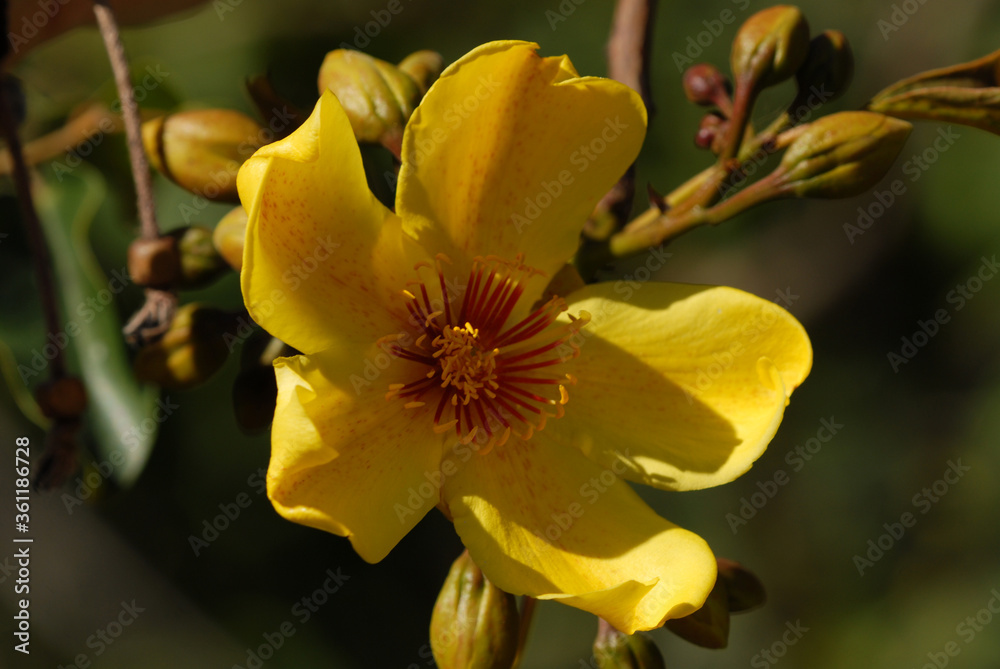 Bright yellow flower of the native Kapok Tree, Cochlospermum gillivraei, on Magnetic Island, Queensland, Australia Bright yellow flower of the native Kapok Tree, Cochlospermum gillivraei, on Magnetic Island, Queensland, Australia
