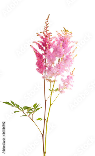 astilbe flowers isolated