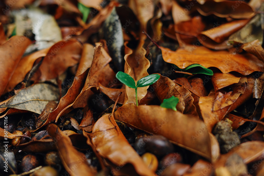 Young plant growing in forest, environmental conservation, reduce global warming, Forest conservation Young plant growing in forest, environmental conservation, reduce global warming, Forest conservation