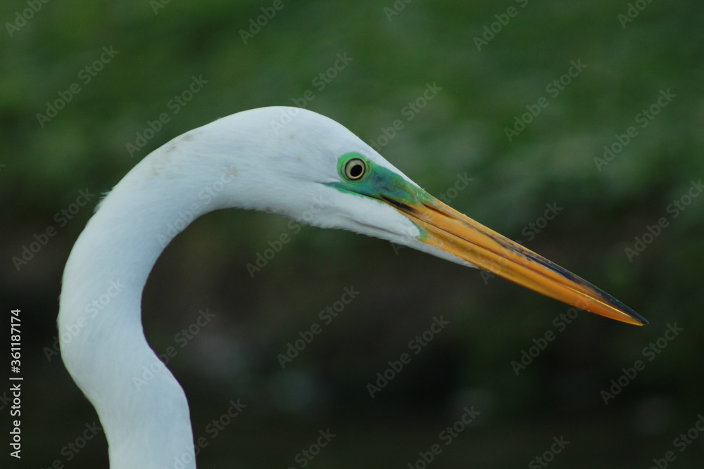 Fototapeta premium White Heron Close Up Shot