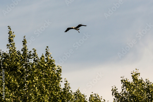 Heron over the forest.