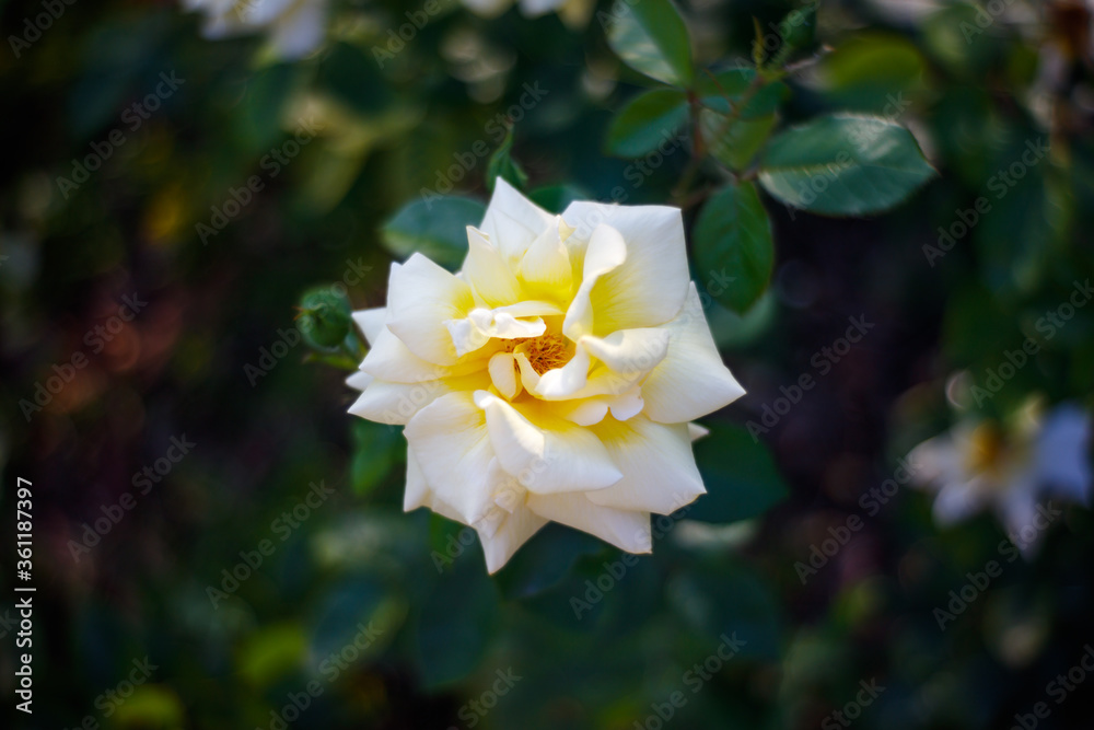 One white rose in the garden